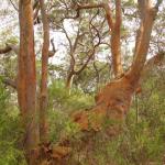 Royal National Park 